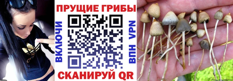 hydra как зайти  сайты даркнета как зайти  Псилоцибиновые грибы MAGIC MUSHROOMS  Боровичи 