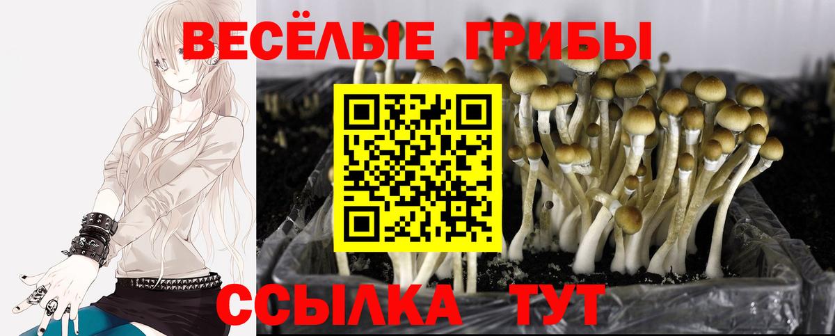 Галлюциногенные грибы мухоморы  Вход с VPN  Боровичи  Псилоцибиновые грибы Psilocybine cubensis 